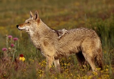 Coyote