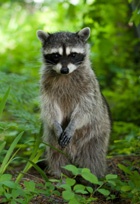 Raccoon