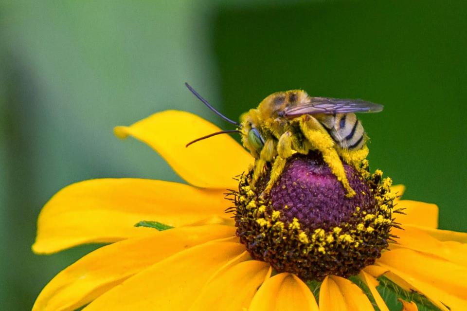 bee