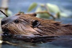 Beaver