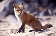 Fox