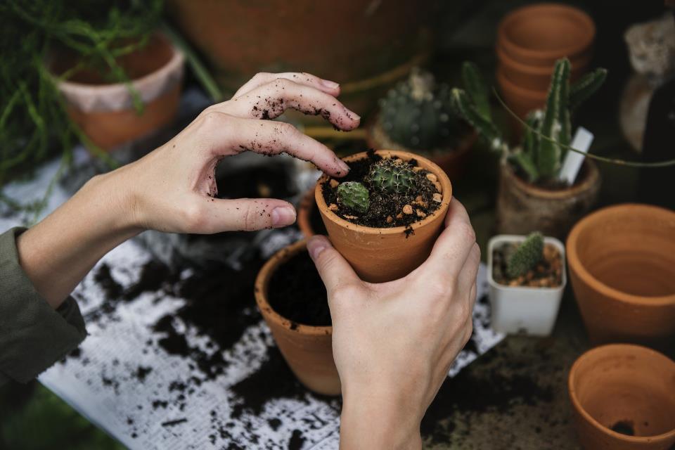 Planting succulents in a pot 