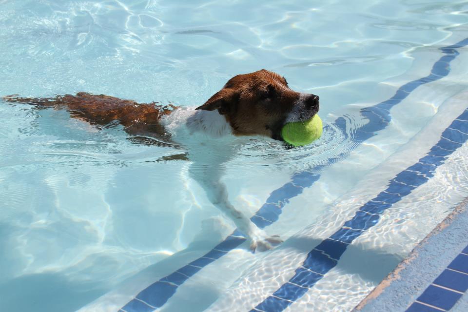 Pooch Pool Party thumbnail