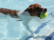 Pooch-Pool-Party