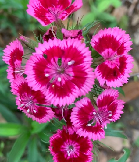 dianthus