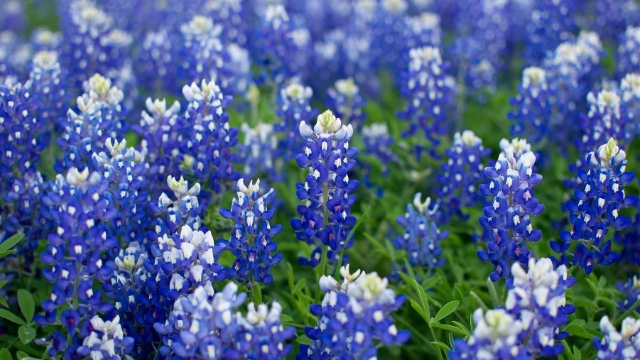 Bluebonnets