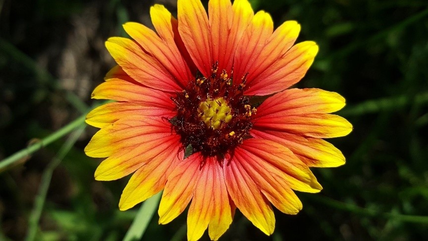 Indian Blanket Firewheel