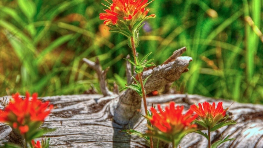 Texas Indian Paintbrush