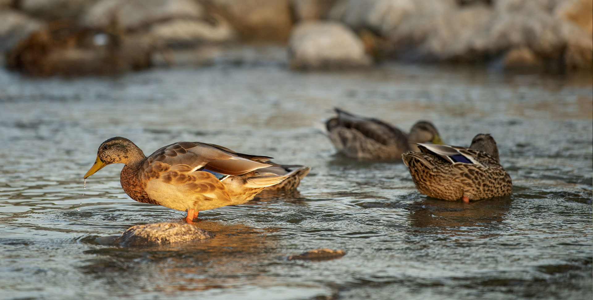 ducks