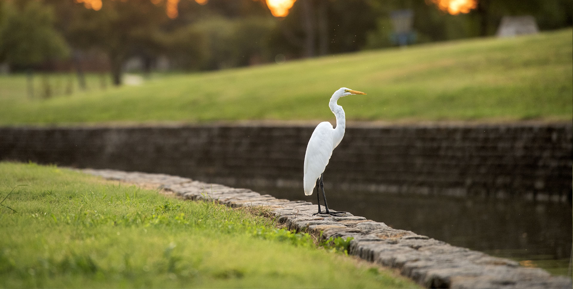 Egret