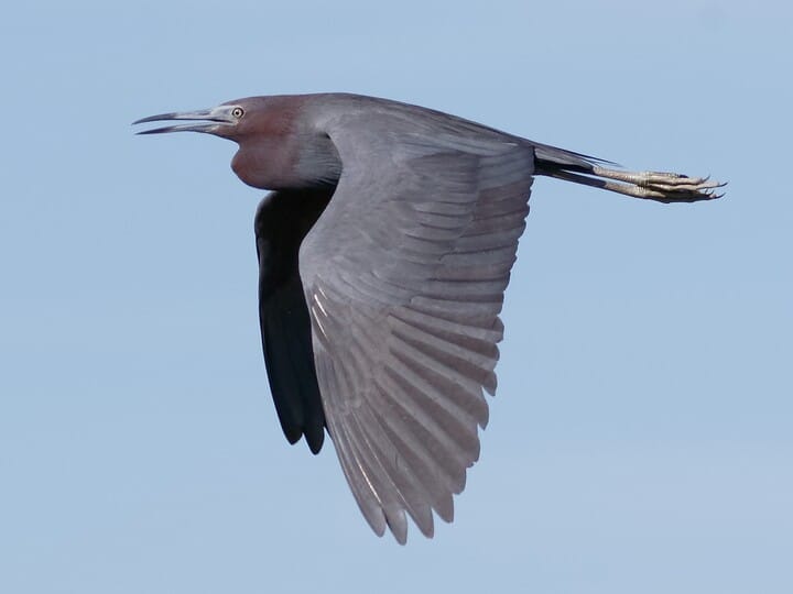 Blue heron