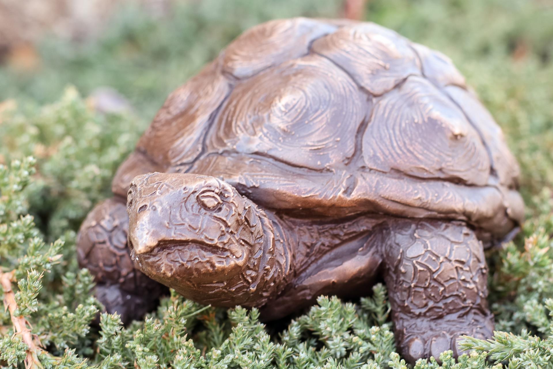 Bronze turtle