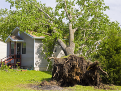 Fallen tree against house