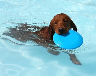 Pooch-Pool-Party-News319x251