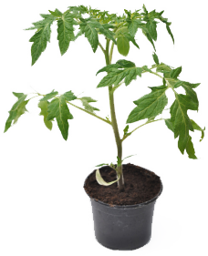 tomato plant