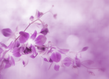 purple orchid background