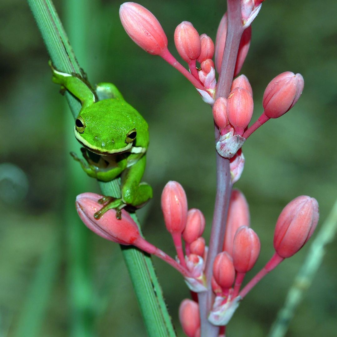 Green Frog (Resized)