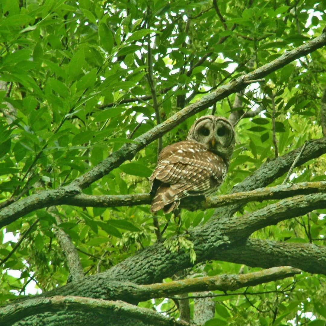 Owl (Resized)