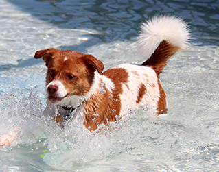 Pooch-Pool-Party-News319x251px