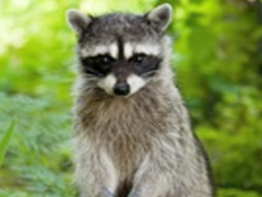 raccoon-photo-tile-240x181