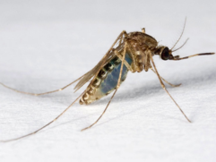 Denton County Reports Second Human West Nile Virus Case in Carrollton