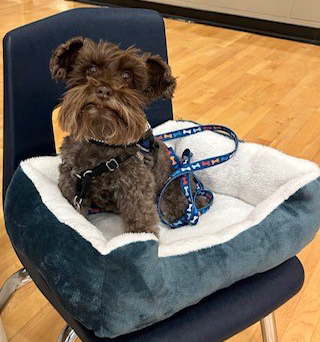 therapy dog Hershey in bed on chair