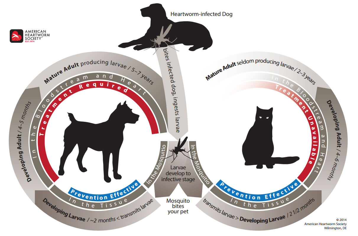 Heartworm_Life_Cycle_large_from_American_Heartworm_Society