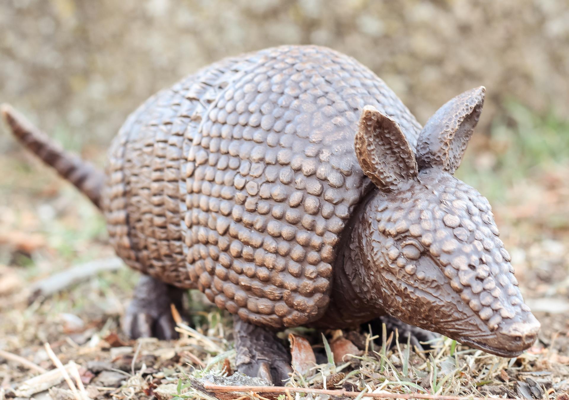 Armadillo