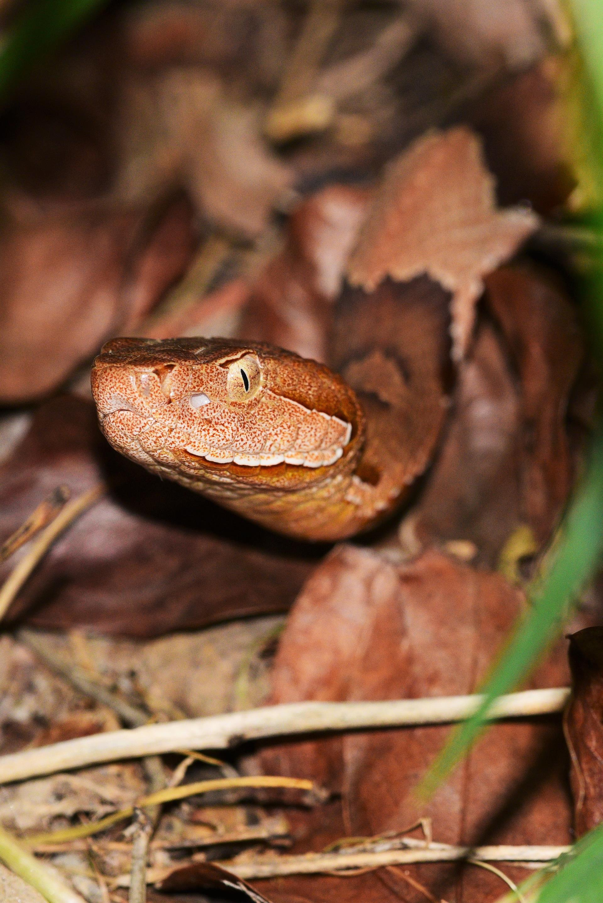 copperhead snake