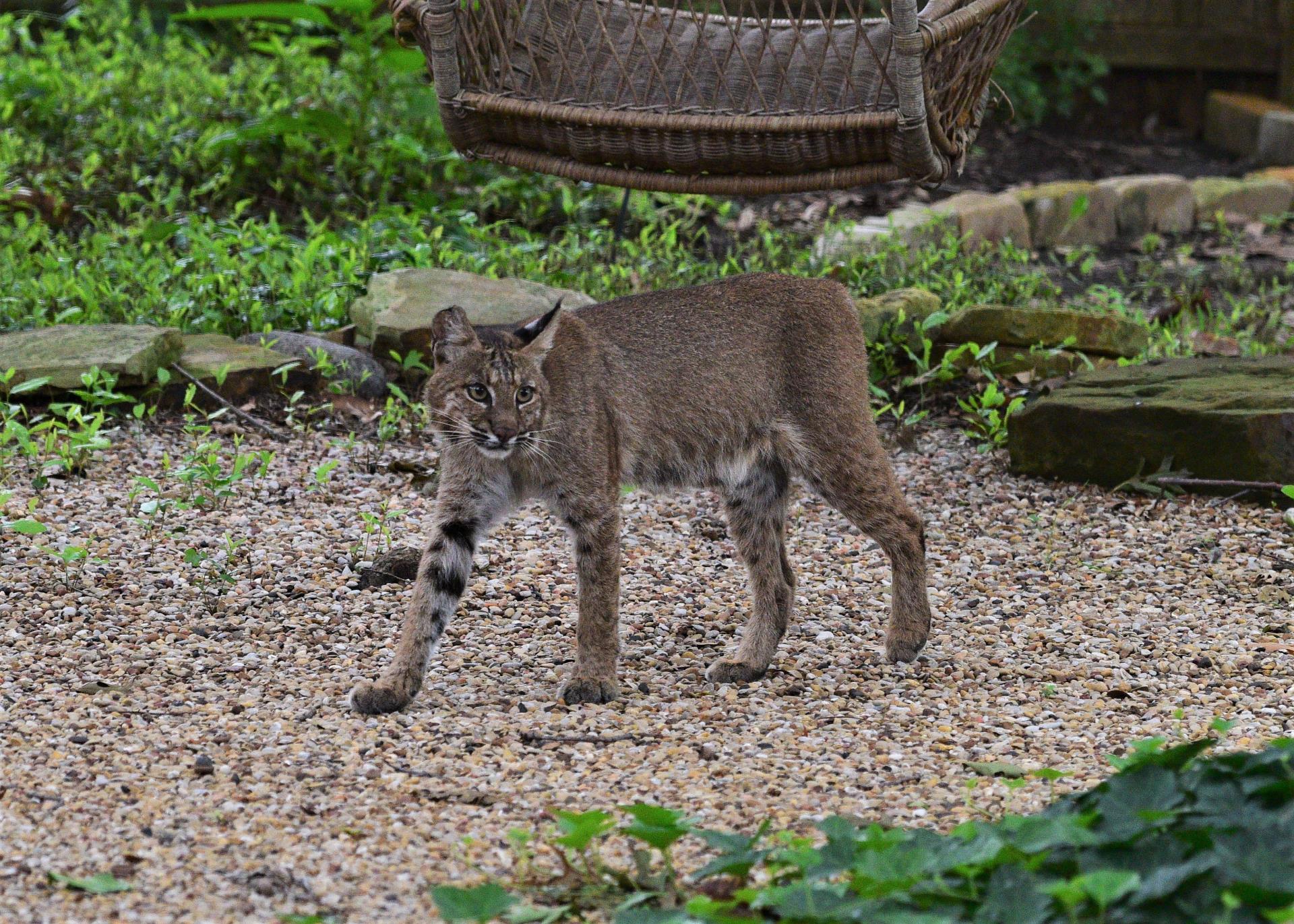 Bobcats 4