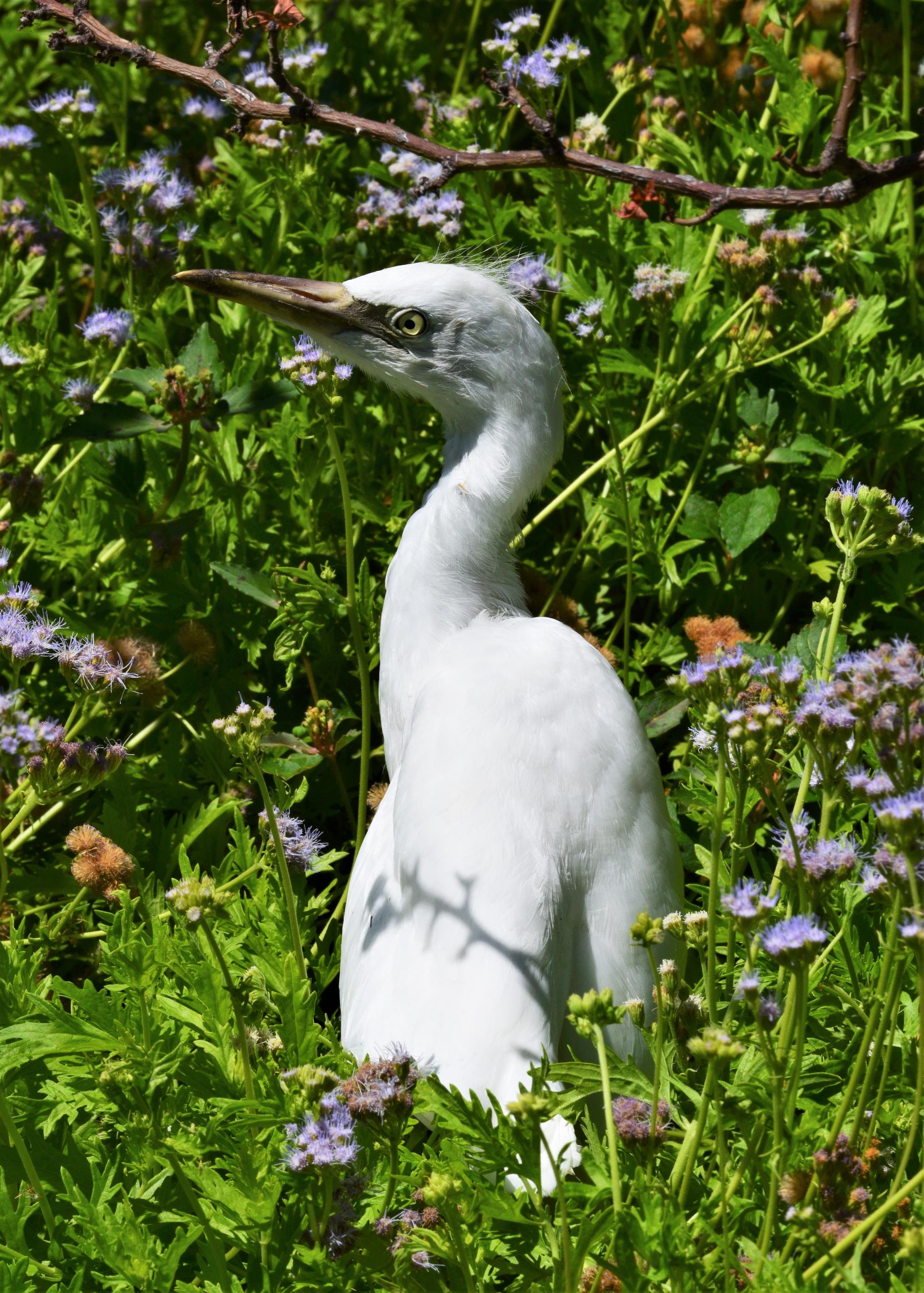 egret