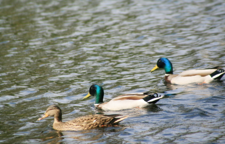 mallard ducks greenbelt