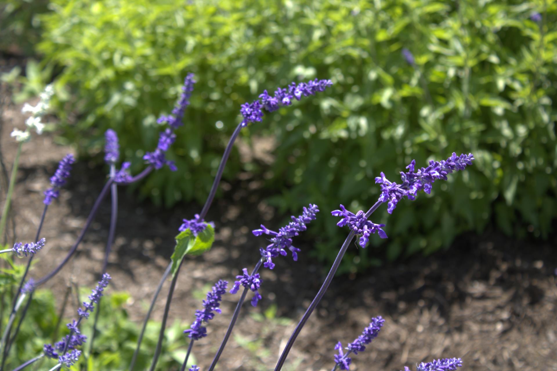 Blue Salvia 1 jpg