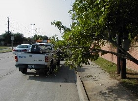 Low Tree and Brush Limbs