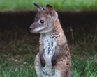 wallaby