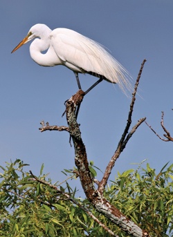 Egret