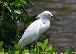 Snowy Egret