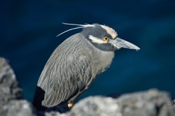 Yellow Crowned Night Heron