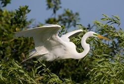 Great Egret