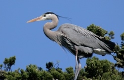 Great Blue Heron