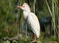 Cattle Egret