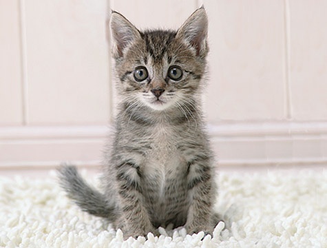 kitten image