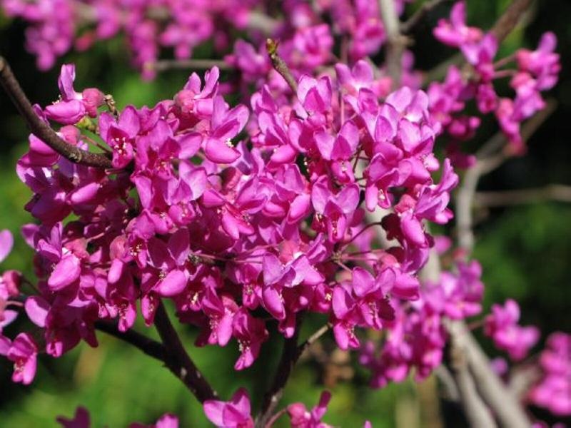 cycle soak flowers