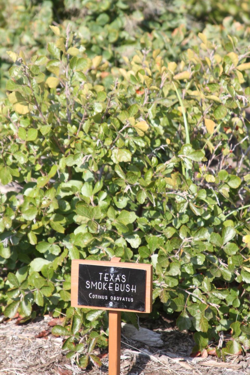 Texas Smoke Bush