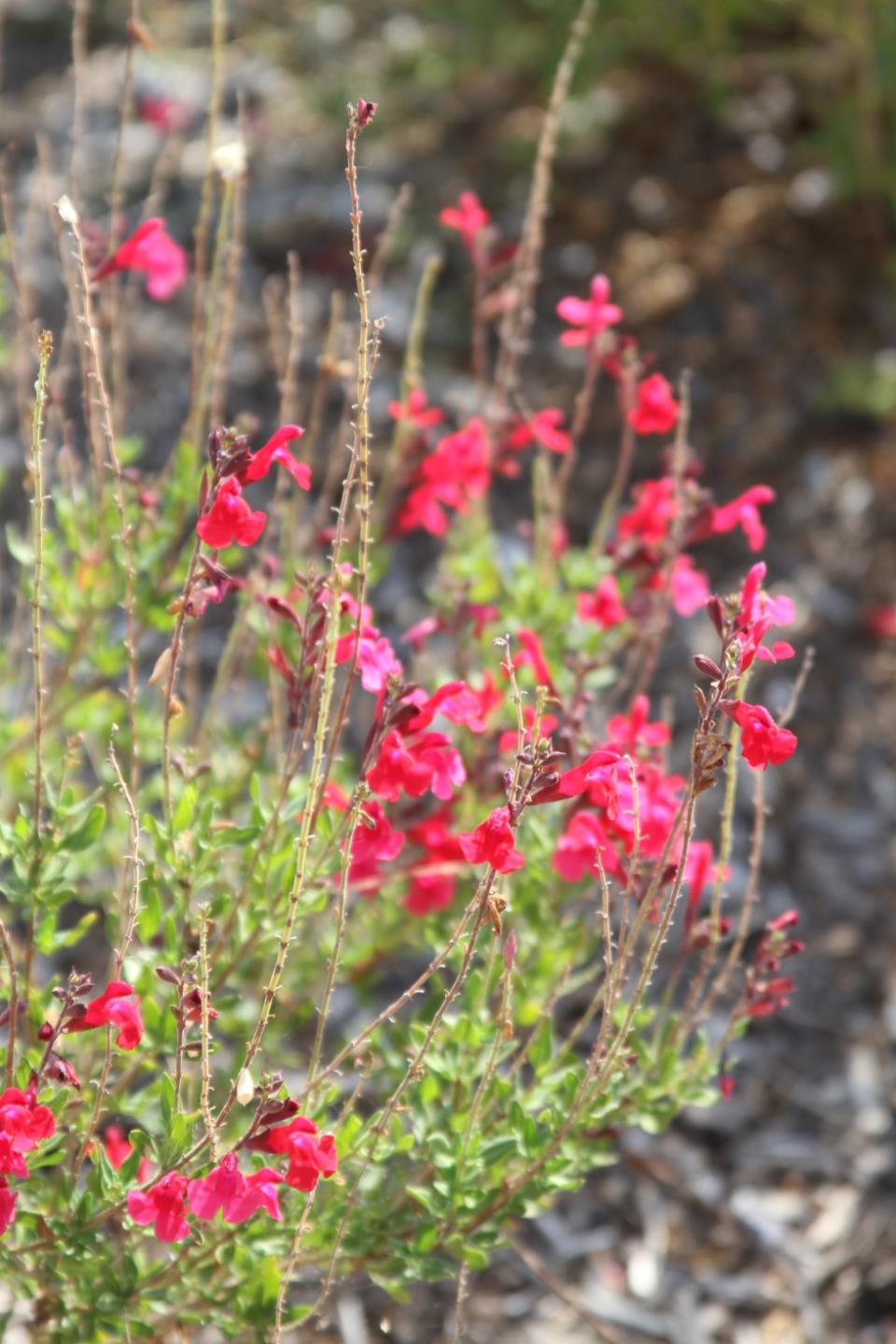 Red Autumn Sage