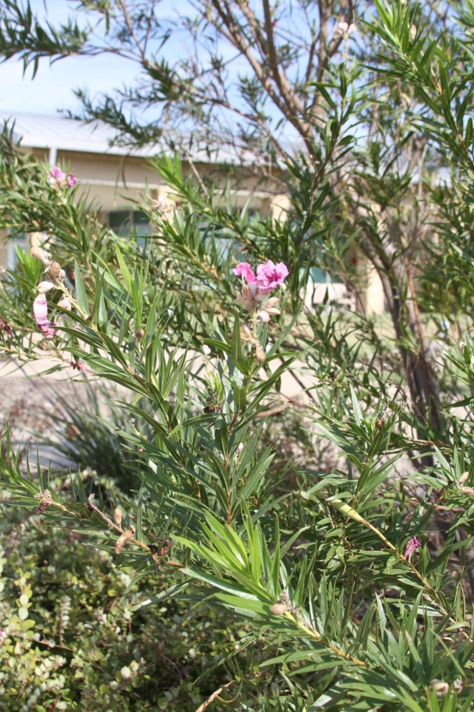 Desert Willow