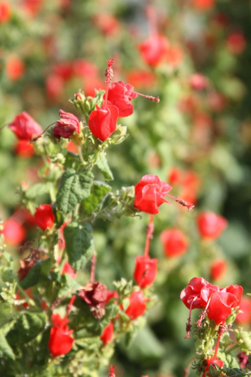 Turks Cap