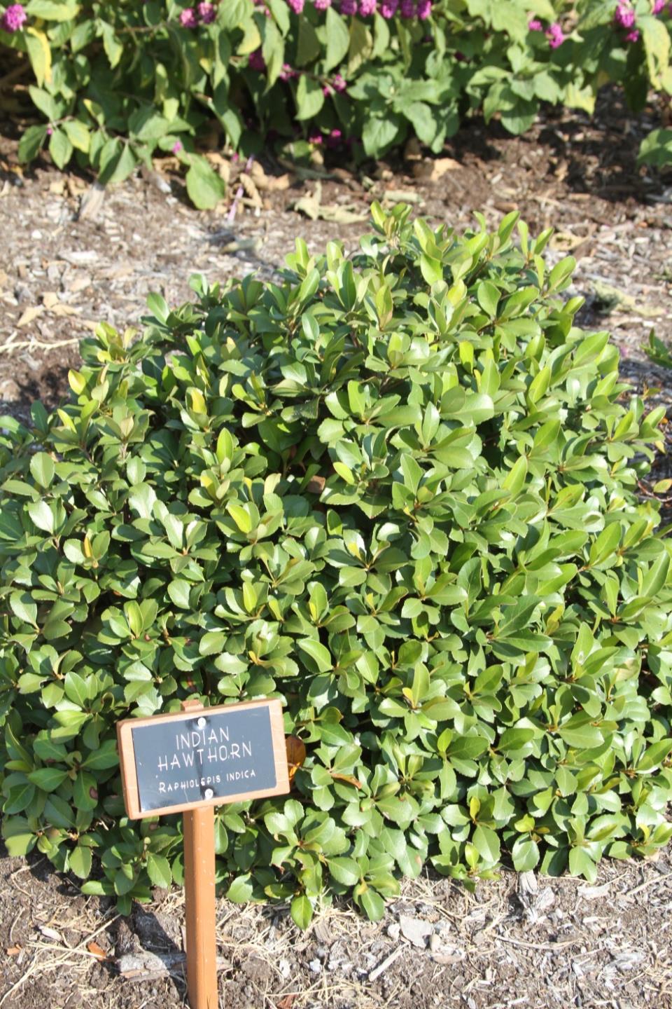 Indian Hawthorne