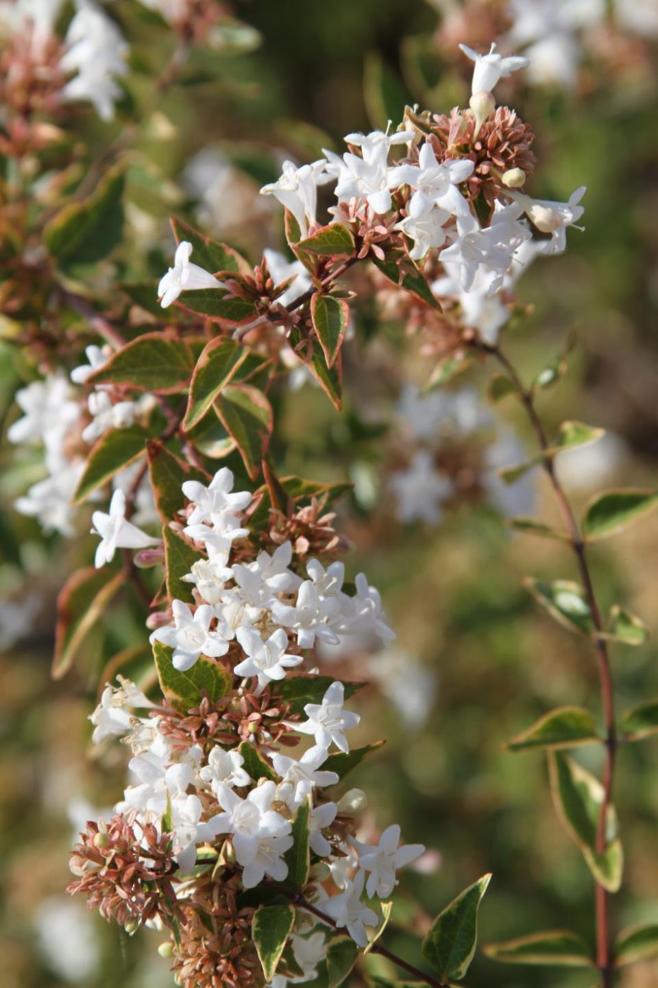 Abelia Grandiflora