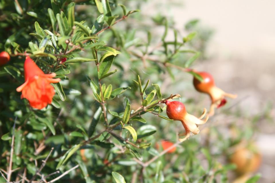 Pomegranate Nana